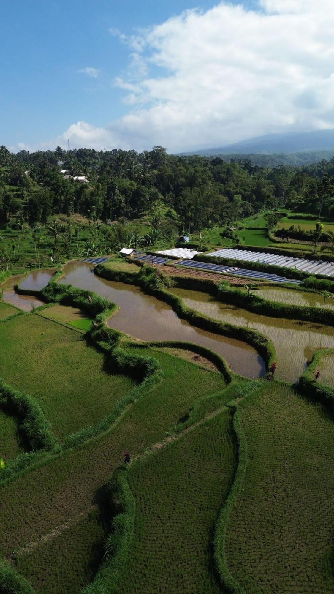 Ariel Tetebatu